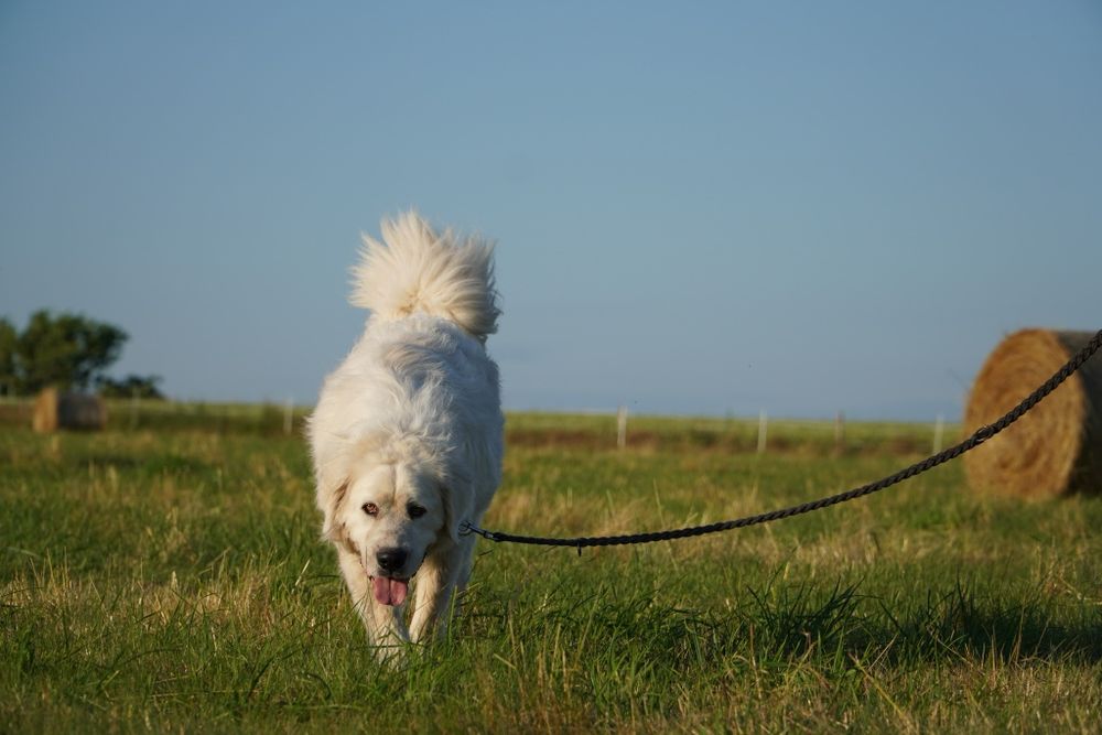 Achu_ w typie podhalana.