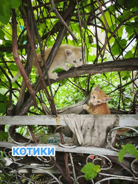 Кошенята безкоштовно
