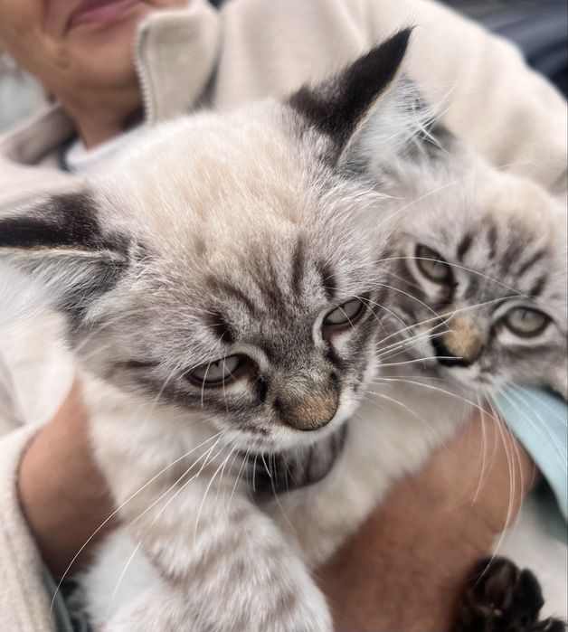 Котики в хороші руки