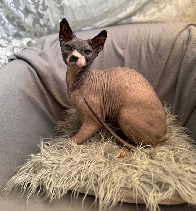 Чарівний котик Лесик, породи сфінкс, чекає на найлюблячих батьків!