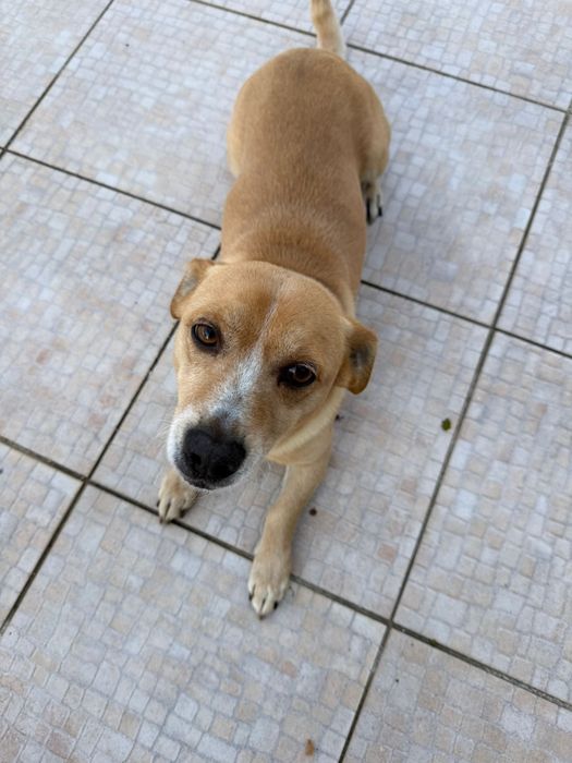 Caozinho arracado para adocao RESPONSAVEL!!