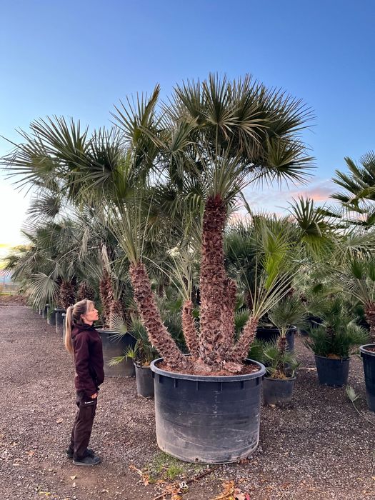 Palmeiras exóticas - Archontophoenix alexandrae,  kentias, dypsis