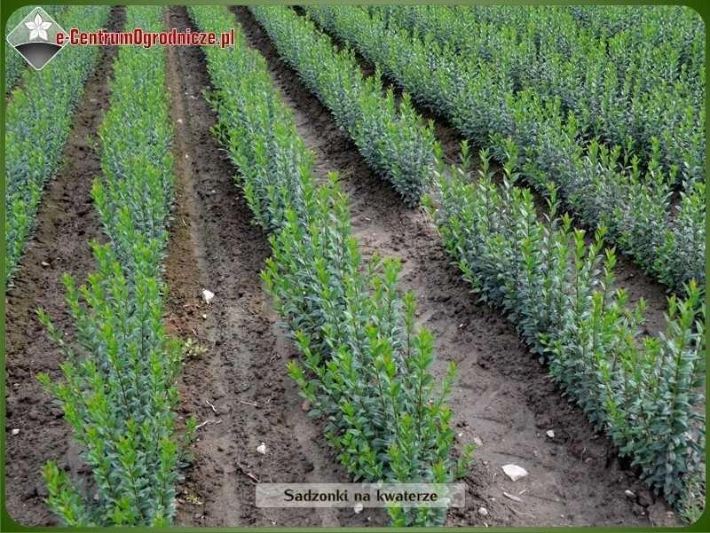 Ligustr Atrovirens - zimozielony sadzonki 60-90 cm Wysyłamy kurierem