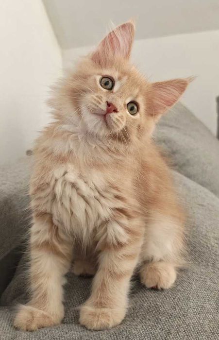 Maine coon koteczka Triana