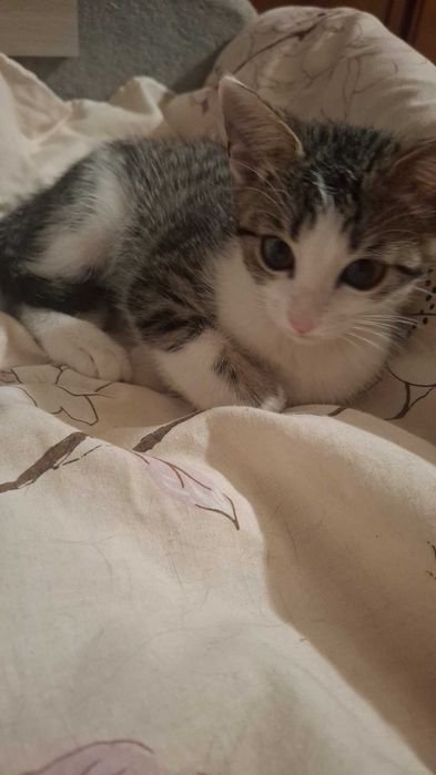 Кошенята!!!Безкоштовно!
