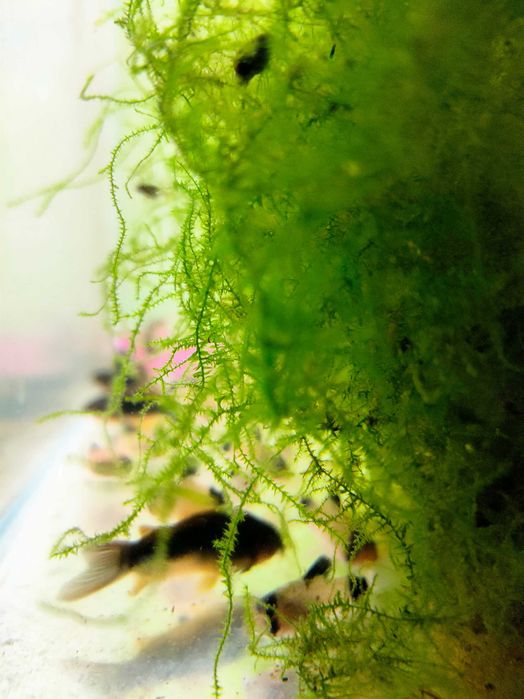 Kirys Panda, Czarny, Pstry