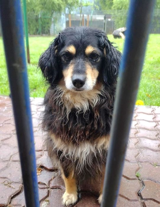 Mały kochany grzeczny Timon potrzebuje domu