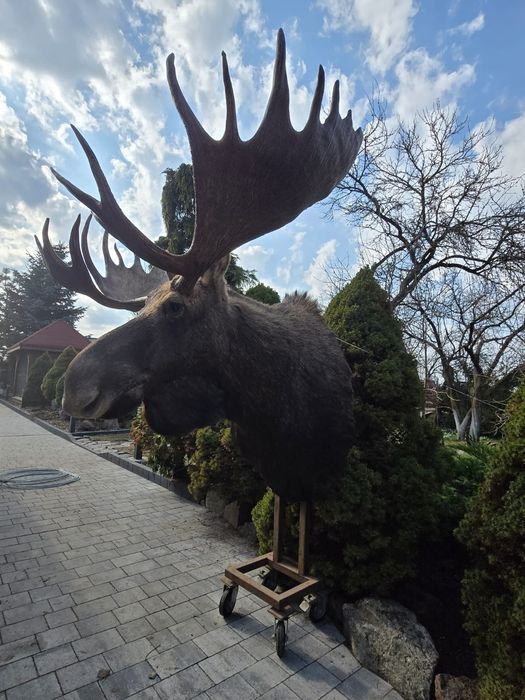 Medalion Łosia kamczackiego