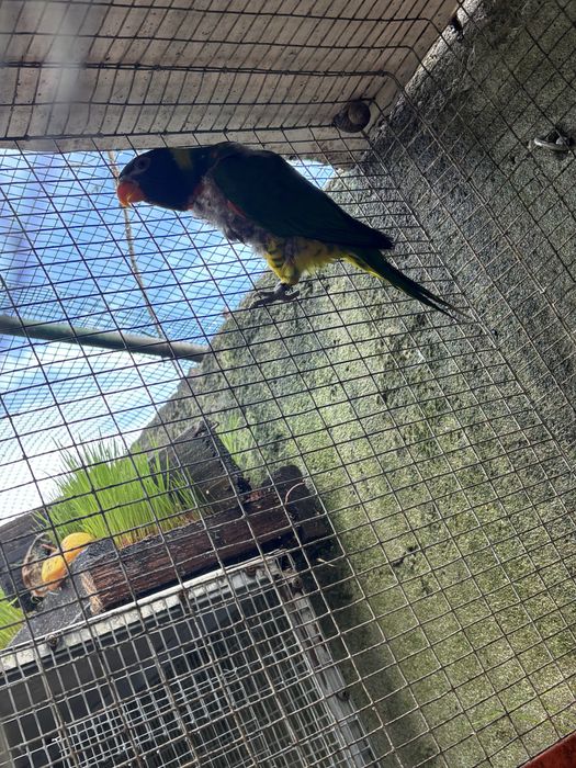 Femea loris hematudos