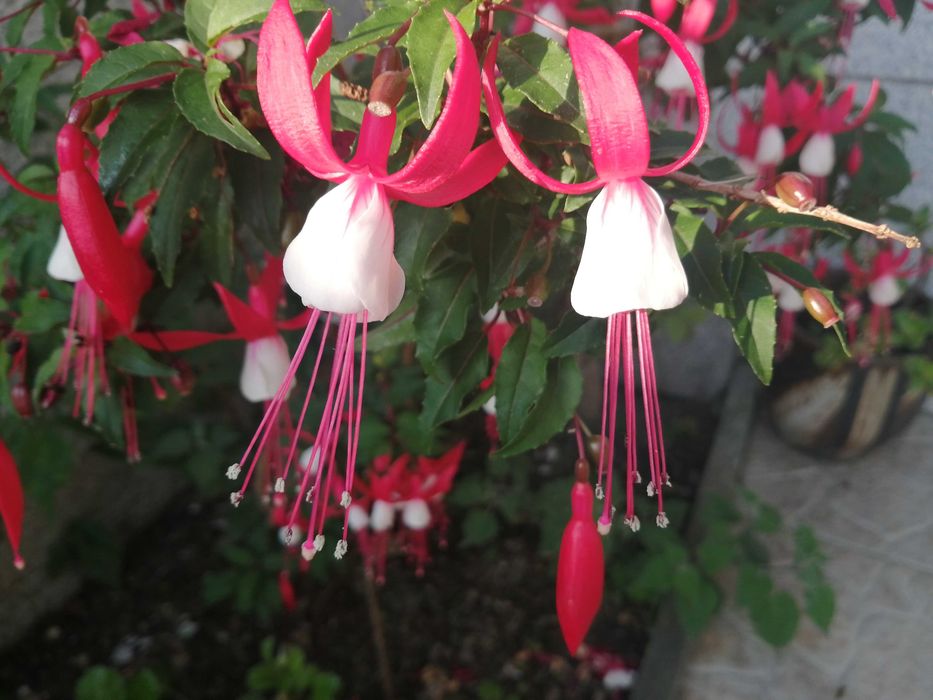 Planta natural fuchsia brinco de noiva