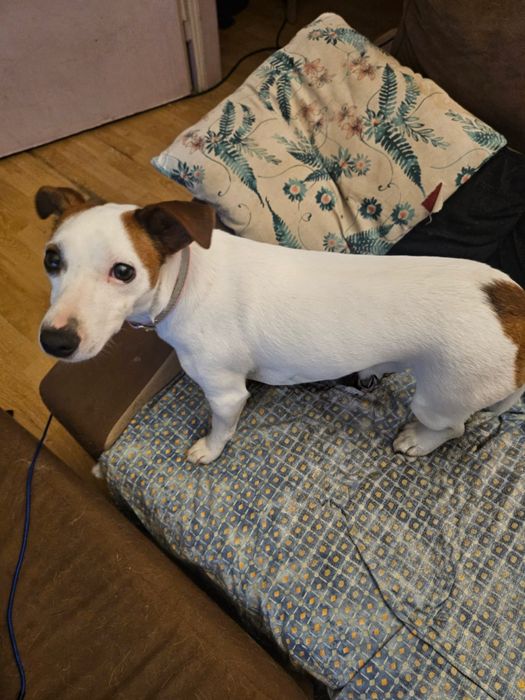 Tajra – Jack Russell Terrier szuka cierpliwego domu