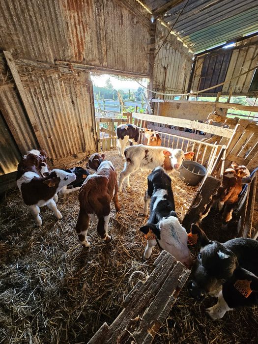 Vendo vitelos raça Frísia e cruzados