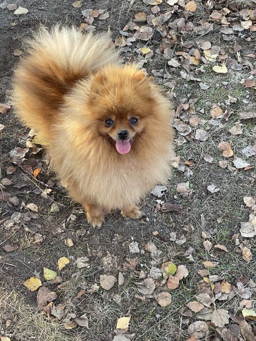 Супер дівчинка мішка