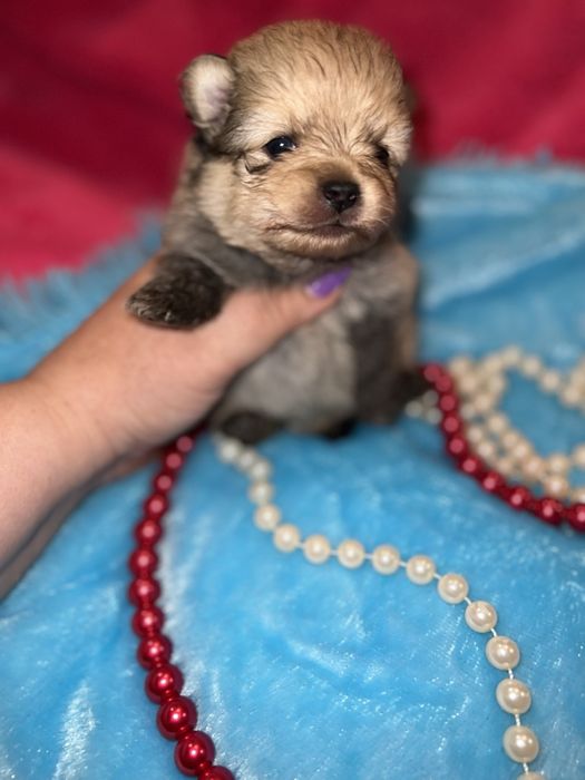 Мини пупсики выбор