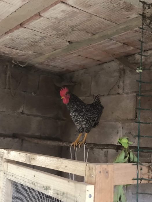 Galo pedrez nascido em novembro