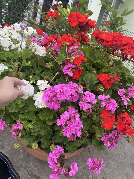 Герань, калачики (укорінюю під замовлення)