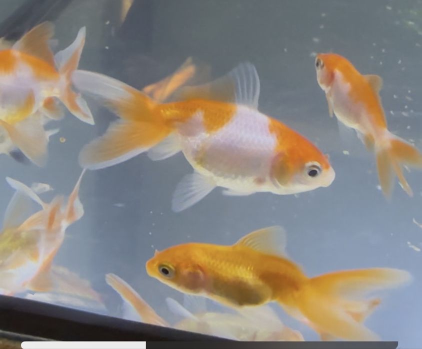 Різні види рибок, акваріуми, керамічні декорації