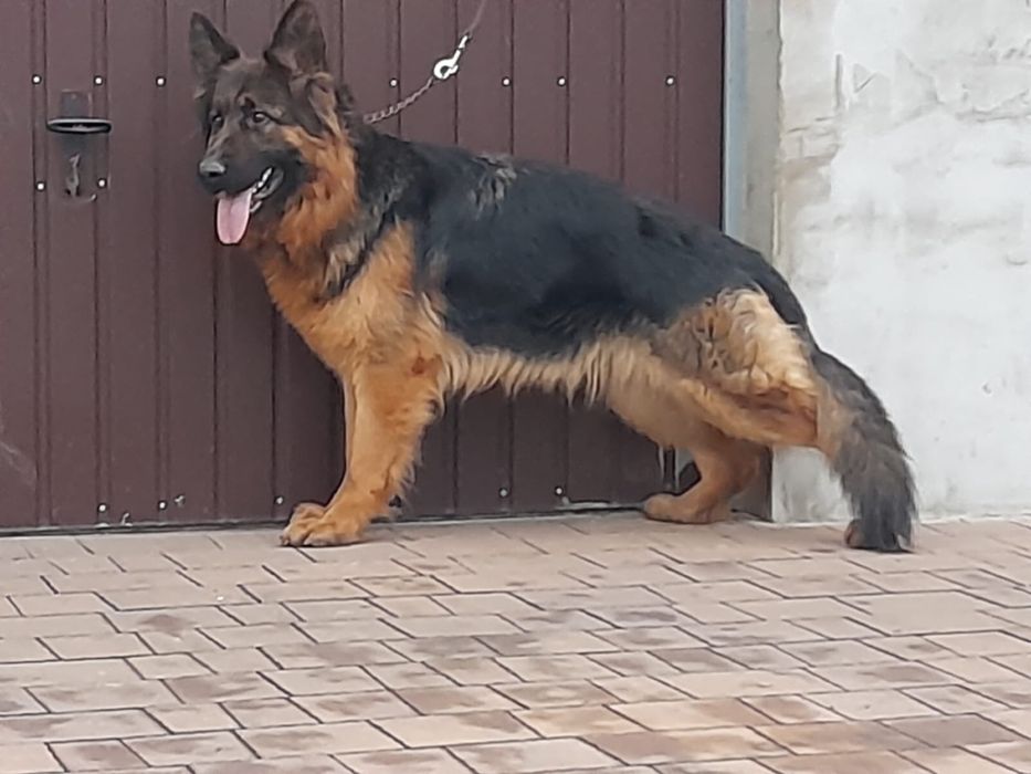 Suka Suczka Owczarek Niemiecki Długowłosy