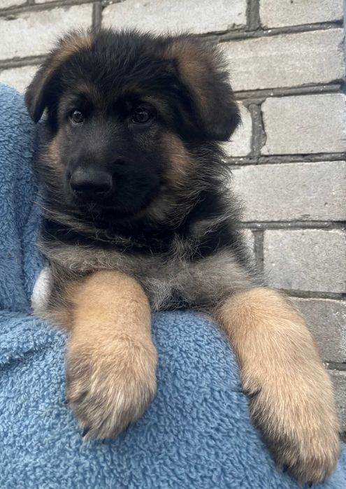 щенки немецкой овчарки