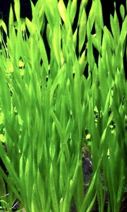 Nurzaniec Vallisneria Asiatica