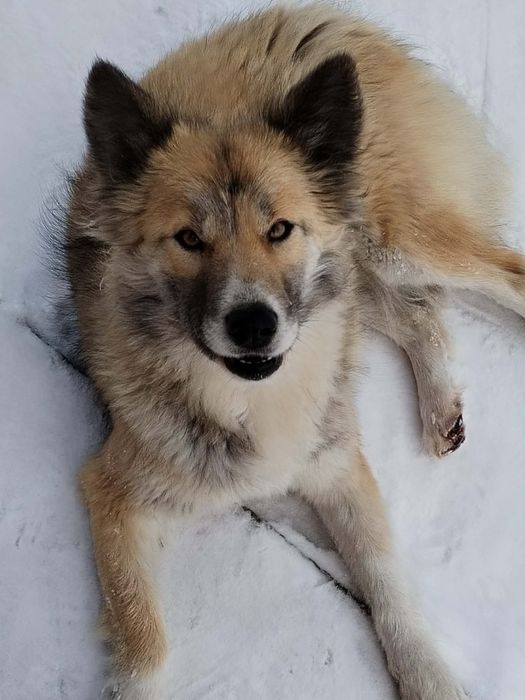 Шукаю дім для Лісуні