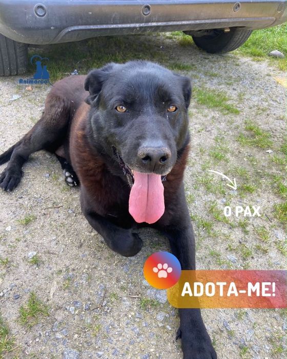 Pax - cao de porte grande
