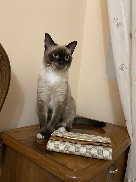 Продається котик Бублик