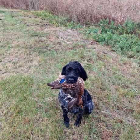 Wyżeł niemiecki szorstkowłosy (FCI) polujący