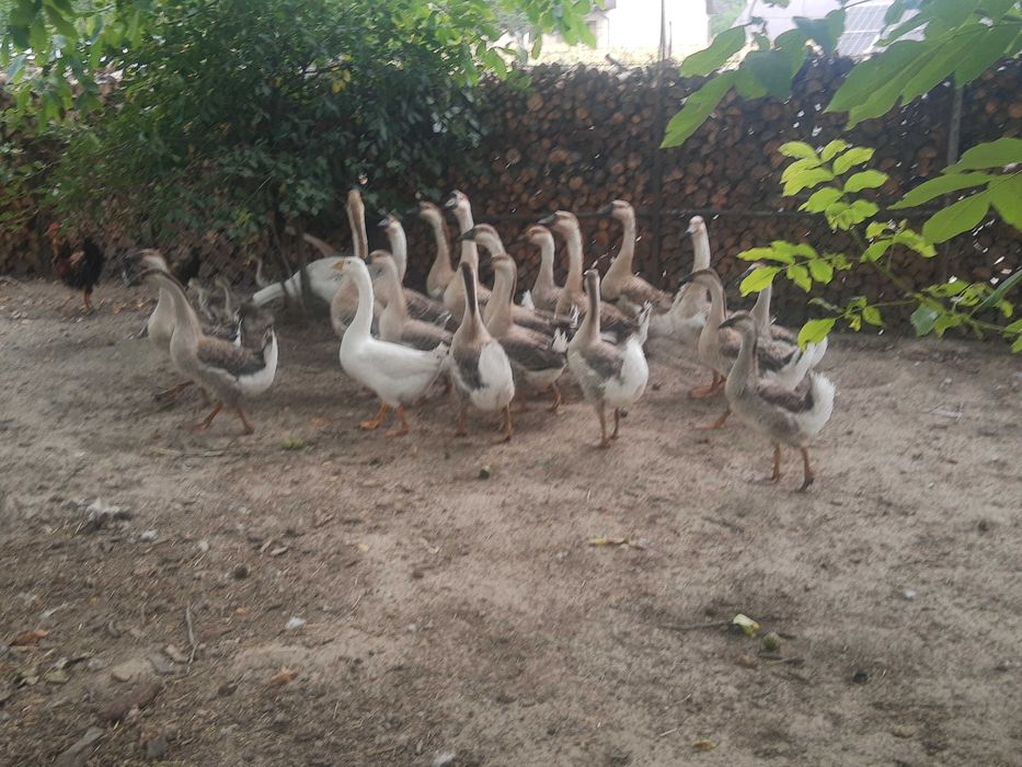 Sprzedam gesi garbonosy