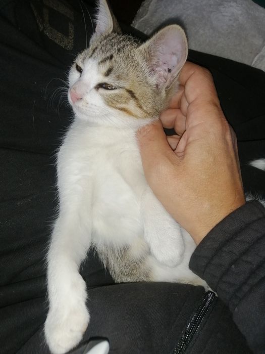 Отдам  в хорошие руки милашку, котёнка