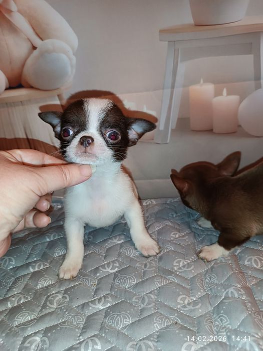 Бетмен пропонує в'язку, міні, 1,5 кг, Чіхуахуа, КСУ