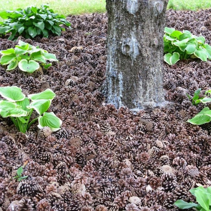 Сосновые шишки для декора/ мульча