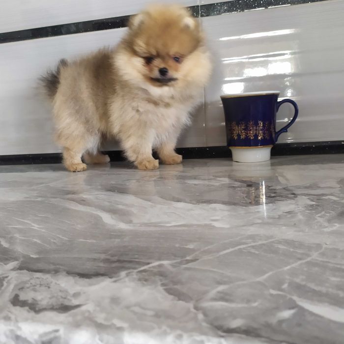 Три хлопчики помчики