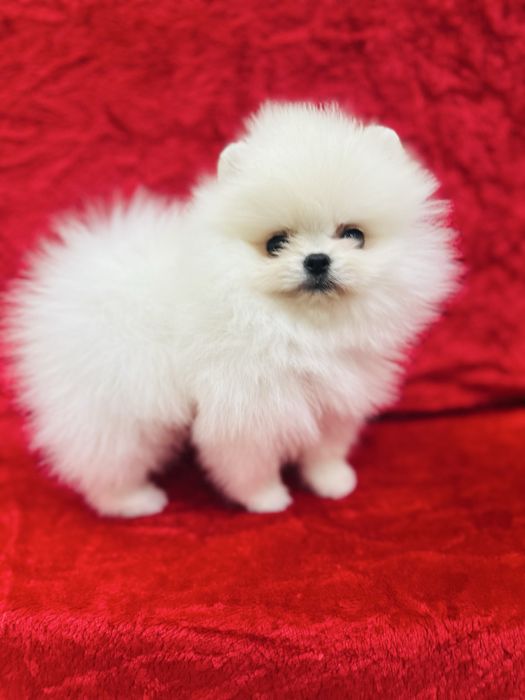 Міні хлопчики померанського шпіца