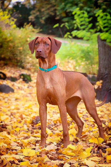 Rhodesian Ridgeback - suczka FCI