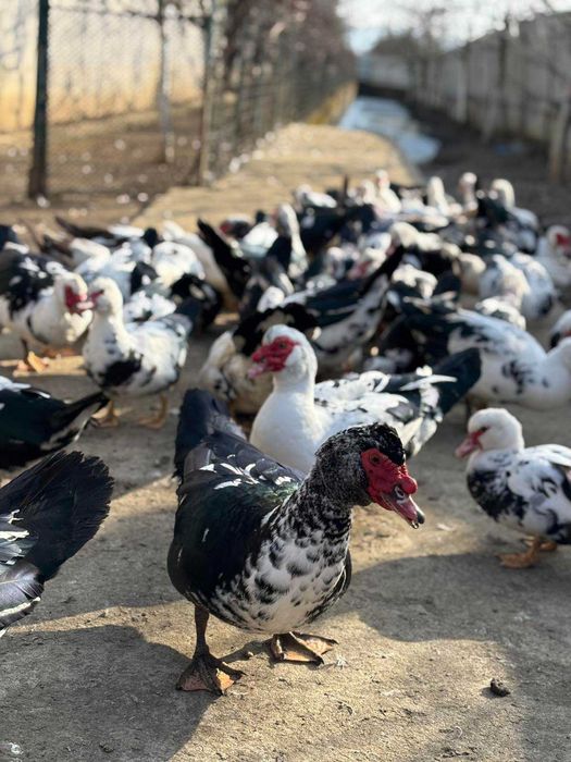 Індокачки німецької лінії