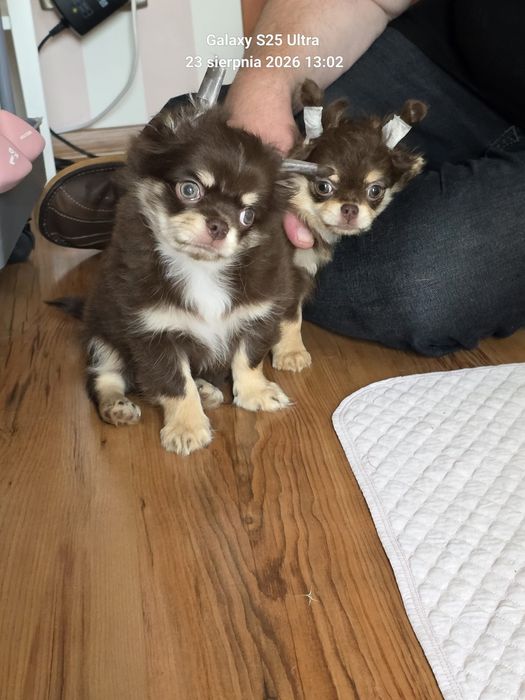 Chihuahua piesek długowłosy