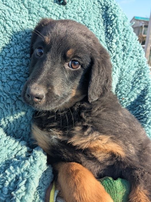 Девочка 3 месяца метис