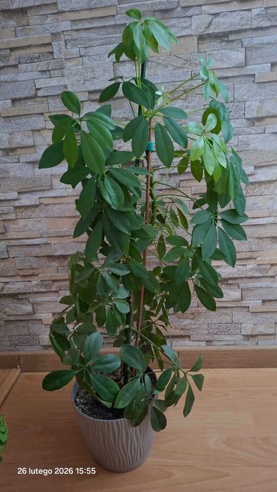 Szeflera duża dorodna