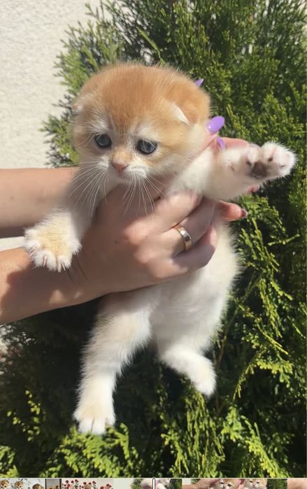 Гарнюнє кошенятко дівчинка 1,5 міс. Scottish fold