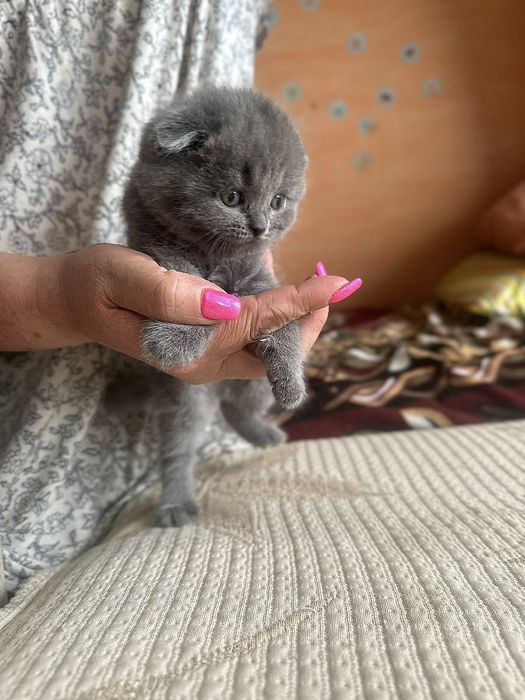 Чистокровные британцы