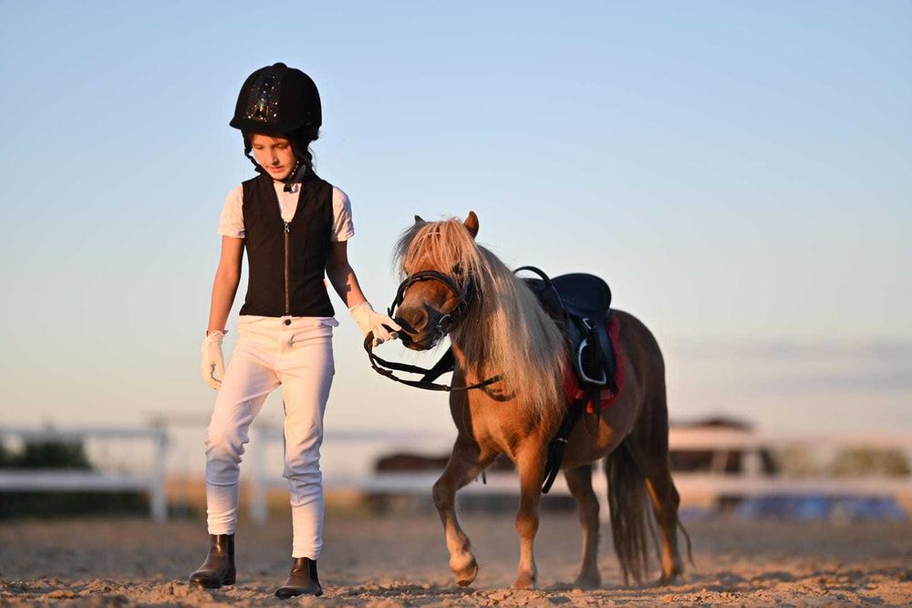 Klacz szetlandzka Fantazja, paszport IMNO