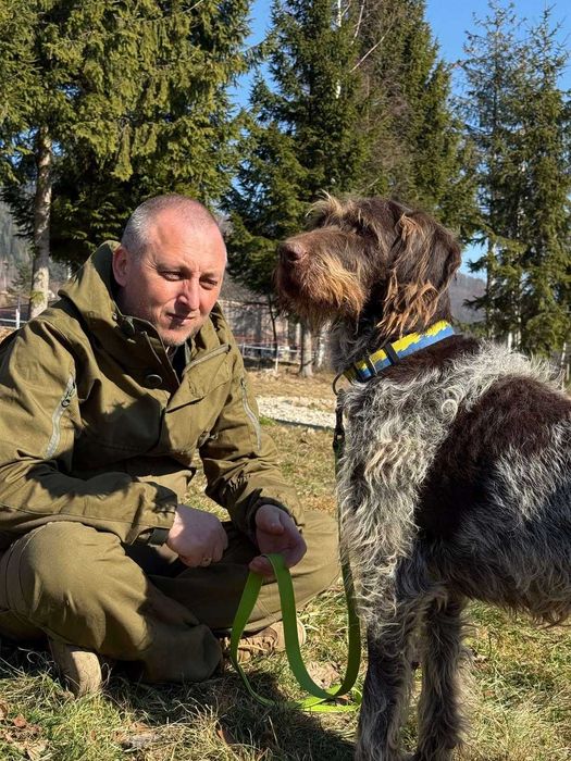 Люся, дратхаара, шукає дім