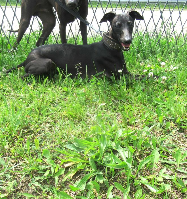 charcik włoski czarny piesek