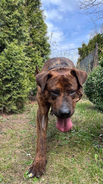pies do adopcji za darmo