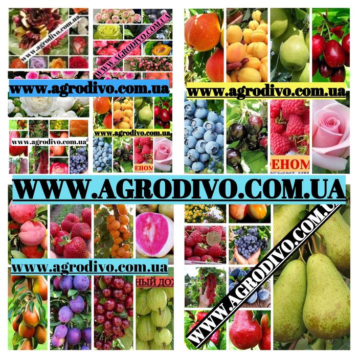 Продажа различных сортов роз, плодовых деревьев и кустарников.