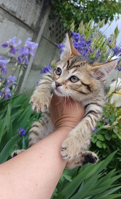 Котенок в поисках семьи. Кошечка ищет дом