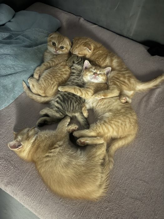 Шотландські кошенята