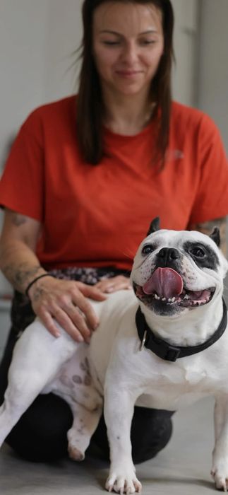 Do adopcji w typie buldog francuski