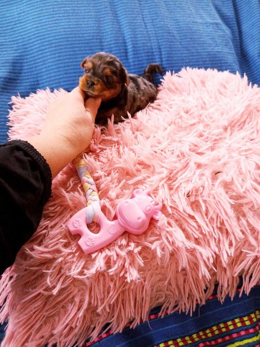 Piękna suczka York merle miniaturka Yorkshire Terrier blueberry